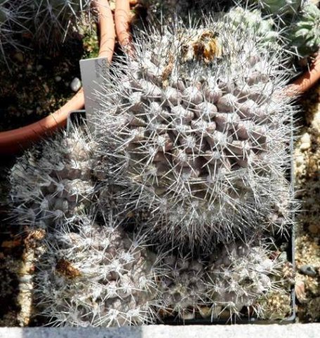 Copiapoa_montana